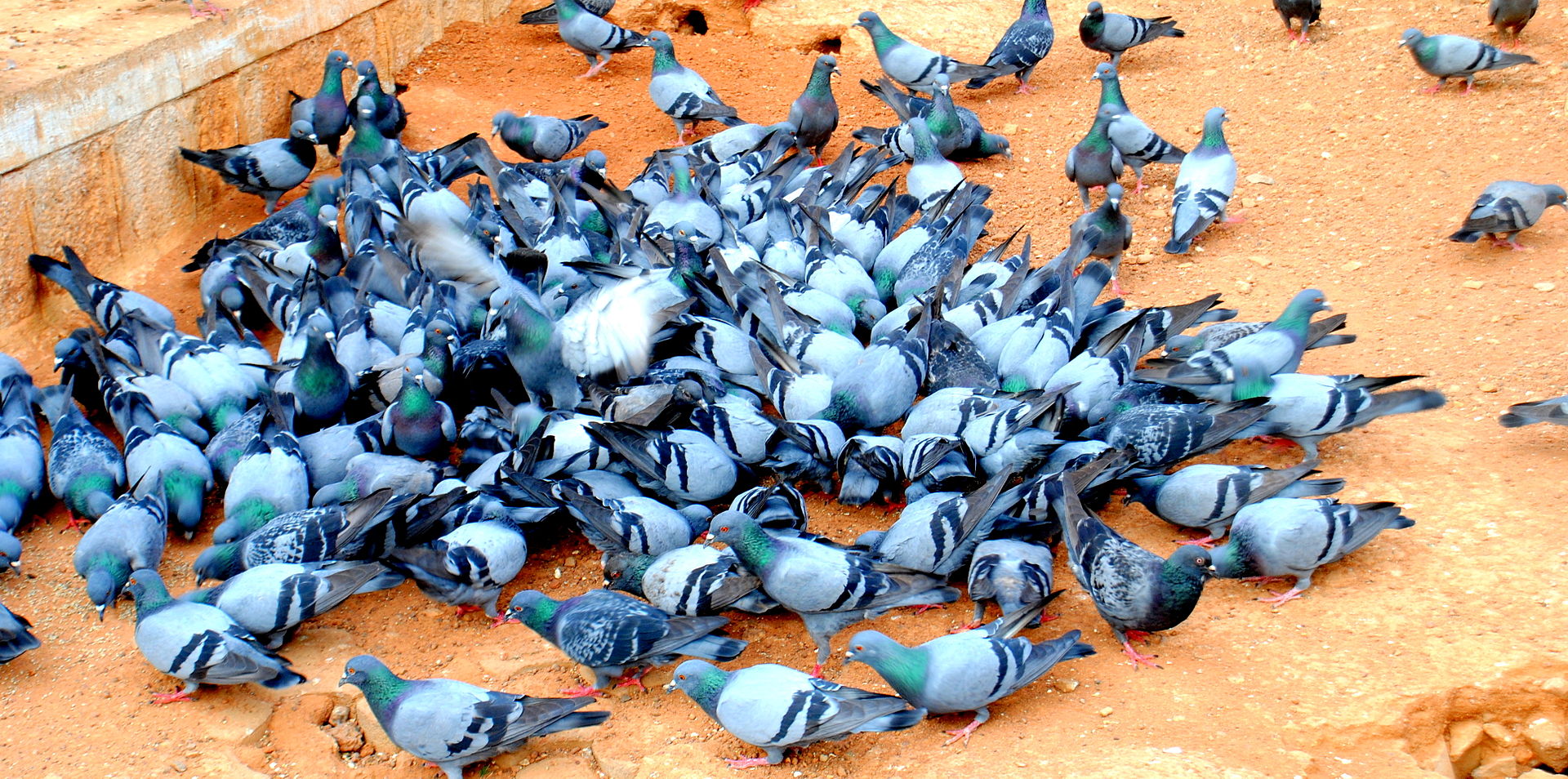 "100 Pigeons" by Augustus Binu/ www.dreamsparrow.net/ facebook - Own work. Licensed under CC BY-SA 3.0 via Commons