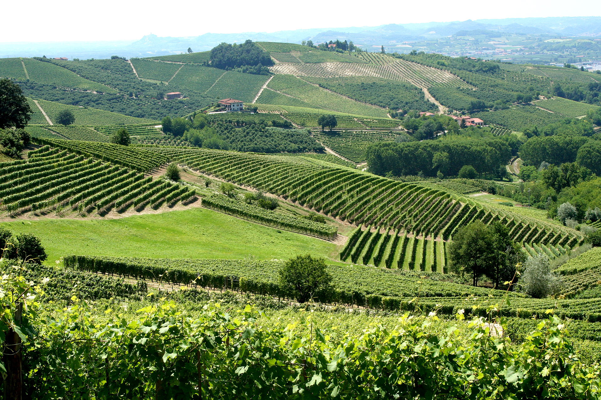 Vineyards in Piemonte Italy